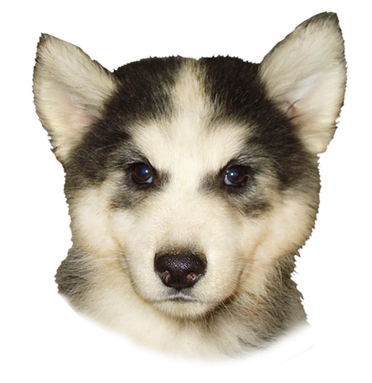 Head of puppy Alaskan Husky