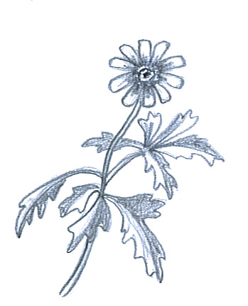 flower sketches anemone hepatica