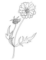 scabiosa caucasica flower sketches