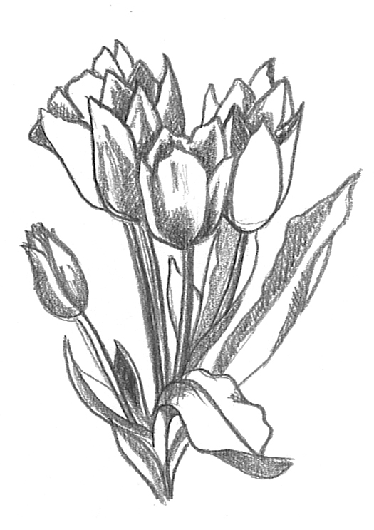 bouquet of tulips drawing