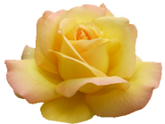 Valentine soft yellow rose