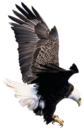 bald eagle landing clipart