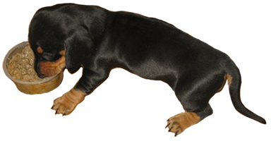 Dachshund eating clipart