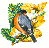 Christmas clip art bullfinch scrap