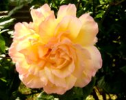 free rose clipart peachcolored rose