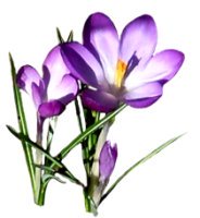 spring clipart purple crocus