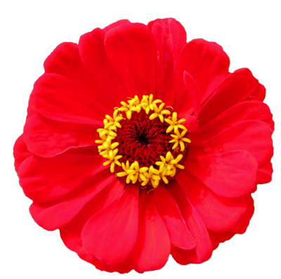 Red flower yellow stamens