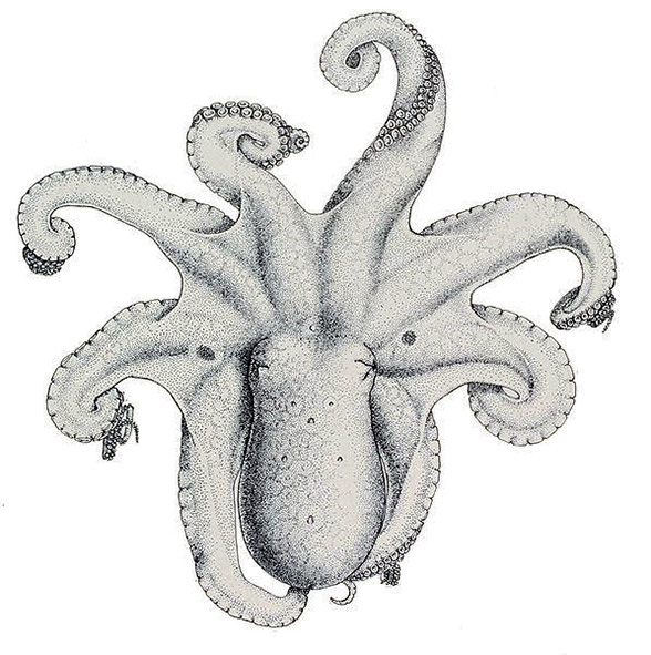 octopus-clipart-octopus-bimaculatus