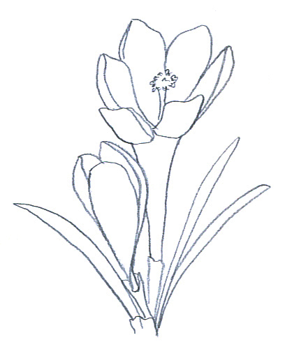 flower clip art crocus