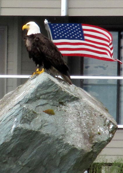 american bald eagle and american flag