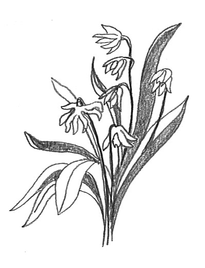 flower sketches scilla