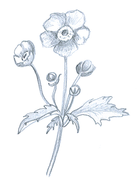 flower sketches anemone japonica