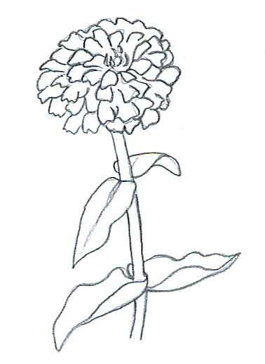 flower sketches zinnia