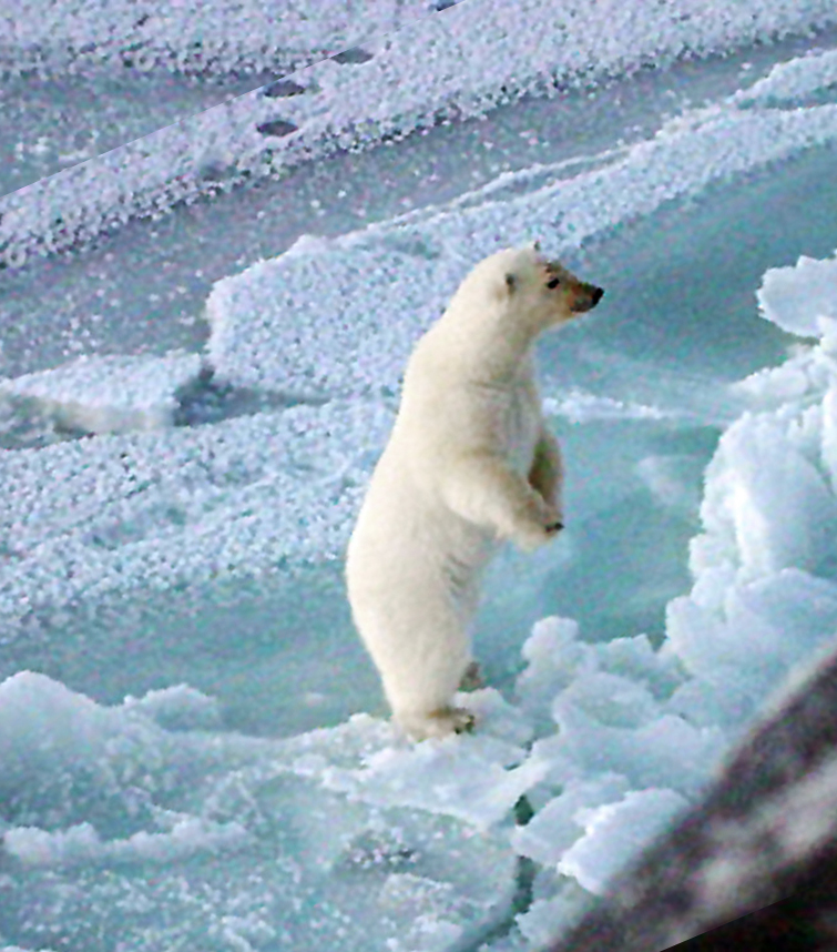 standing polar bear