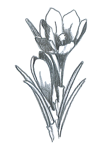 flower sketches crocus