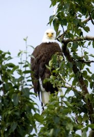bald eagle in tree looking down