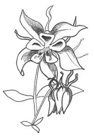 flower sketches aquilegia