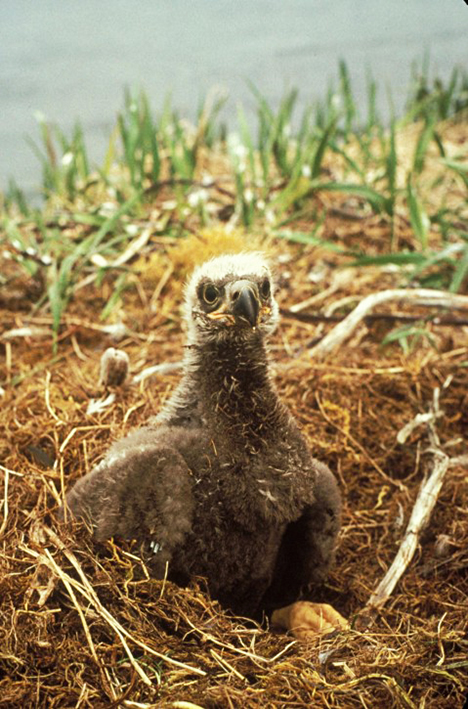 balc eagle chick in nest