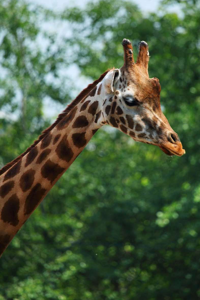 giraffe head and long neck