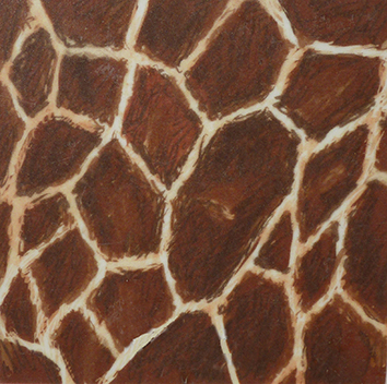 Somali giraffe skin pattern drawing