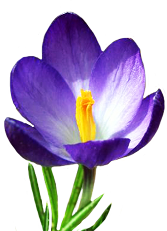 blue crocus in spring
