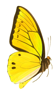 yellow butterfly drawing cut-out