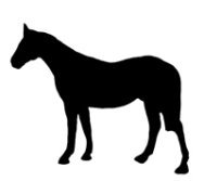 Horse silhouette black