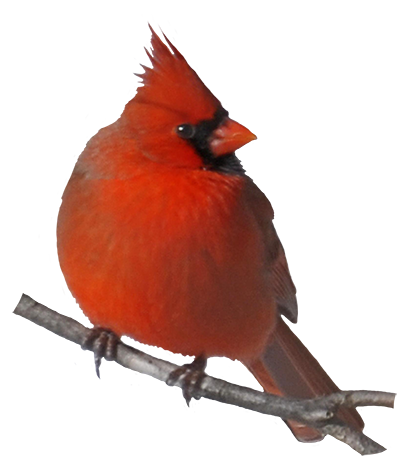 Male cardinal