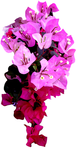Thai flower clip art