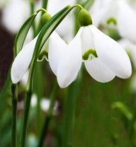 two snowdrops