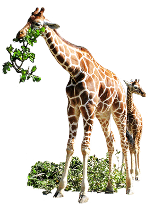 giraffe clip art eating leaves