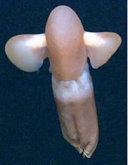 octopus cirroteuthis muelleri