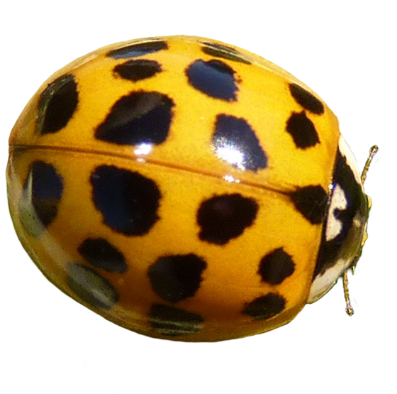 yellow ladybug clipart