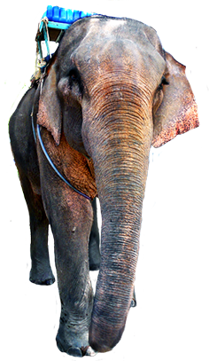Elephant clip art