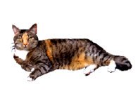lying cat tumle clip art