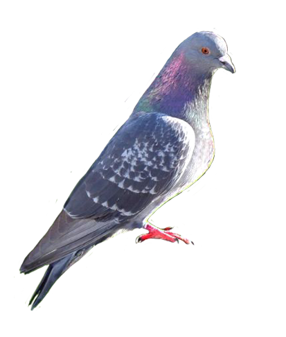pigeon photo clip art
