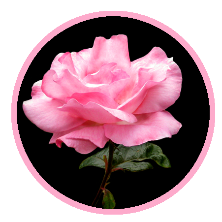 rose clipart example black background