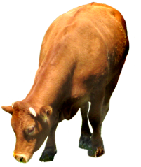 clip art of red cow