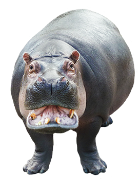 cut out picture of hippo looking at you