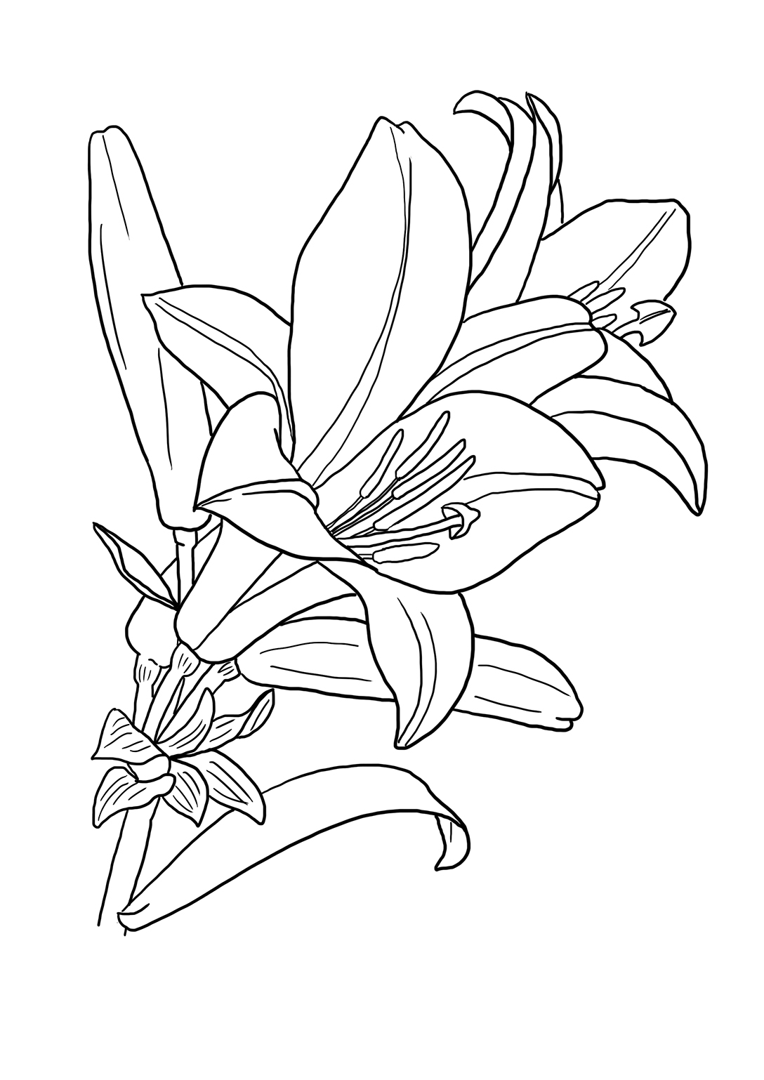 coloring sheet flower heads