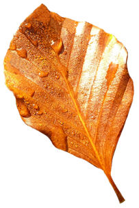 beech leaf with rain drops