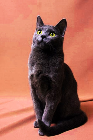 Egyptian-cat