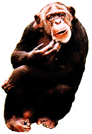 chimpanse graphic