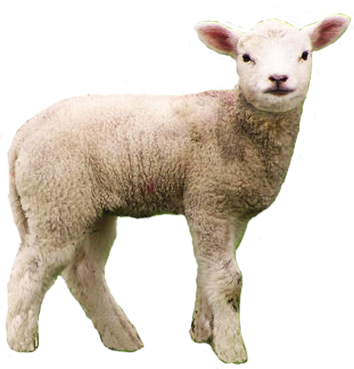 little lamb clipart