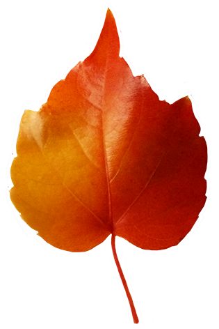 fall leaves clip art small red yellow leaf