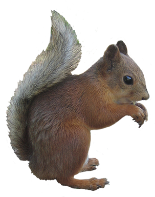 cute squirrel graphic