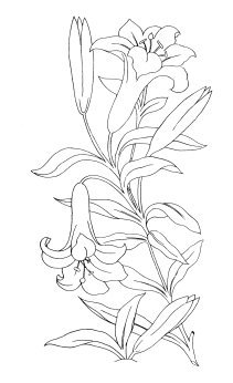 Lilies for coloring