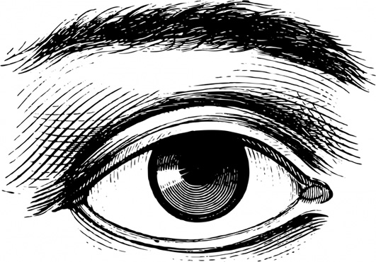drawing of human eye