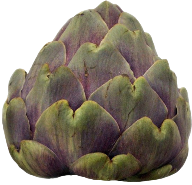 artichoke clipart