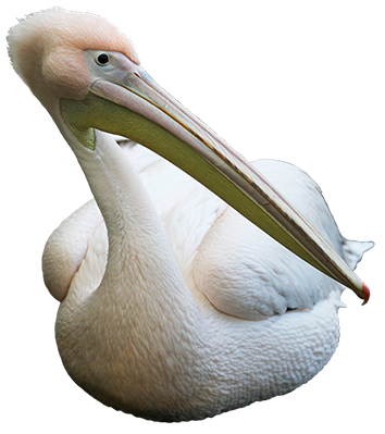 White Pelican